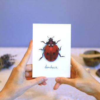 Green Mama Art - Série de cartes Animal Totem Insecte Coccinelle